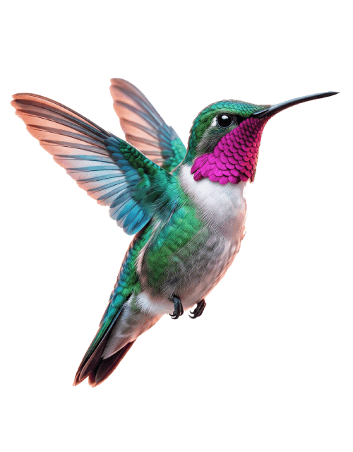 High-definition flying ruby throated hummingbird graphic with detailed feathers on a transparent background