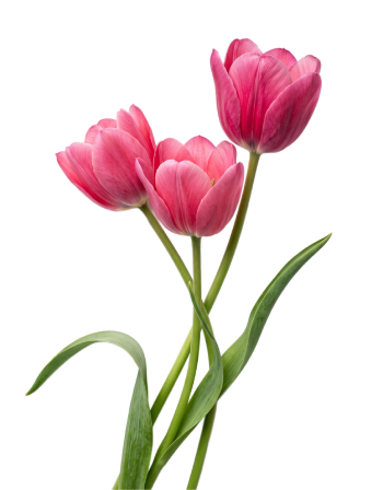 Realistic stem bunch of three blooming pink tulips with long green leaves free transparent PNG
